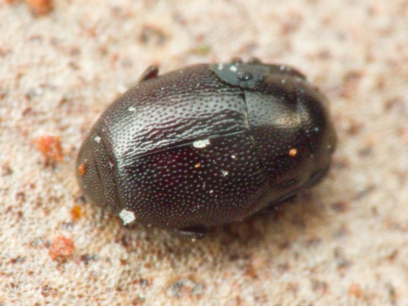 Plegaderus saucius Erichson, 1834